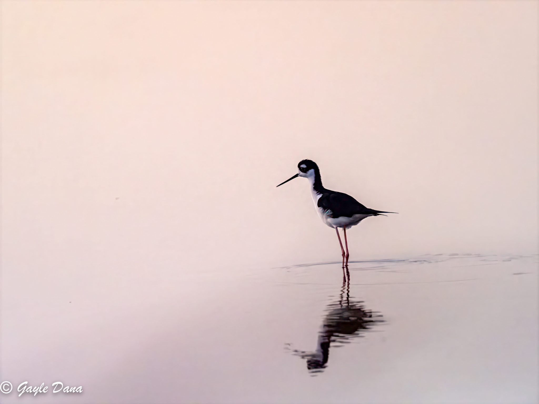 Black necked Stilt at dawn